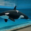 【2025年最新】シャチ「アース」急死の理由と今後への影響