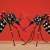 蚊の恋を妨害して繁殖防ぐ仕組み発見｜名古屋大学の画期的研究