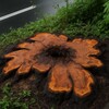 桜はなぜ切られる？中心から腐る驚きの真実と倒木の危険性